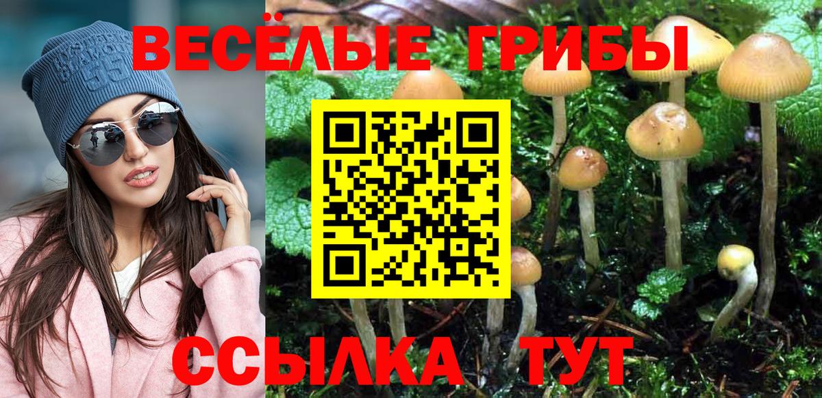 Псилоцибиновые грибы Psilocybe  Вход с VPN  Псилоцибиновые грибы GOLDEN TEACHER  Рубцовск 